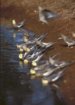 Calopsitas em banho no habtat natural